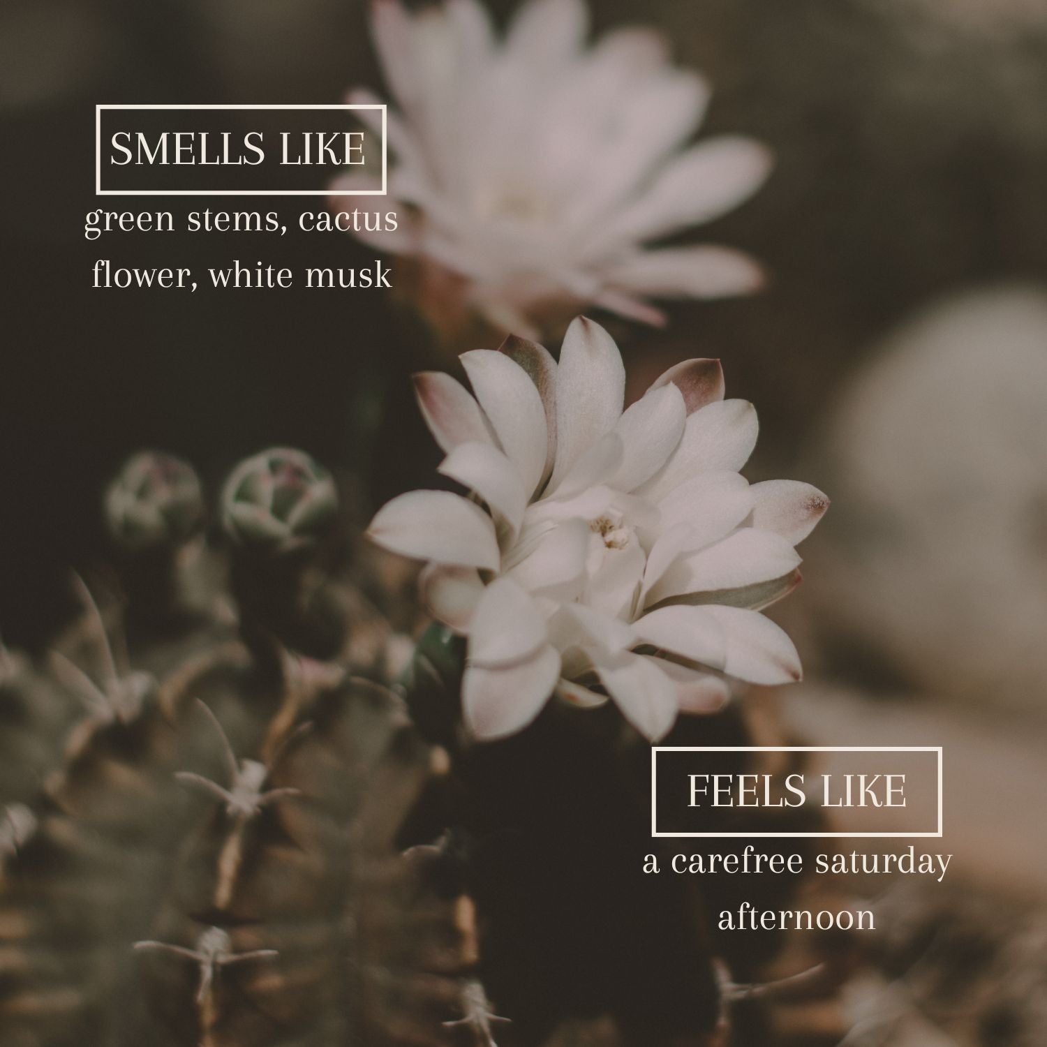 Airy botanical candle inspired by warm desert air and cactus flowers